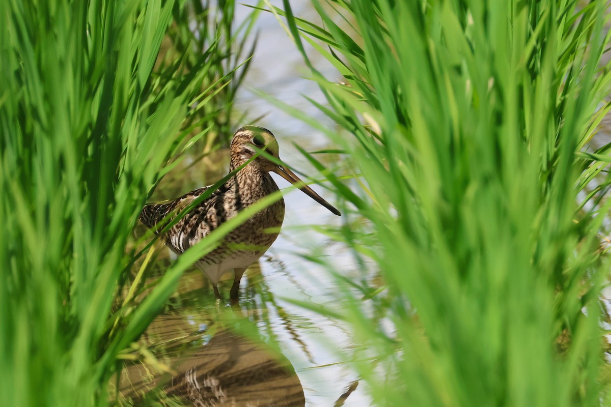 Баранець лісовий/азійський - ML647808058