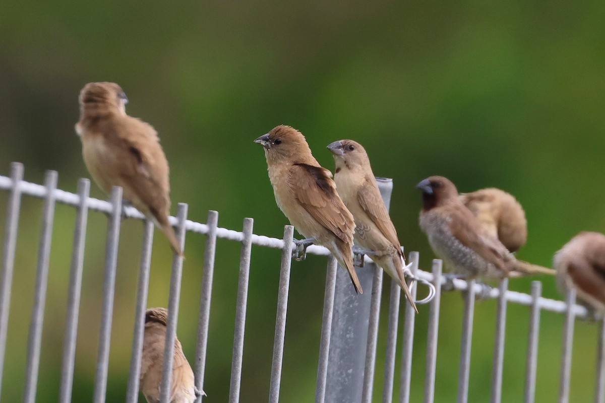 Мунія іржаста - ML647808066