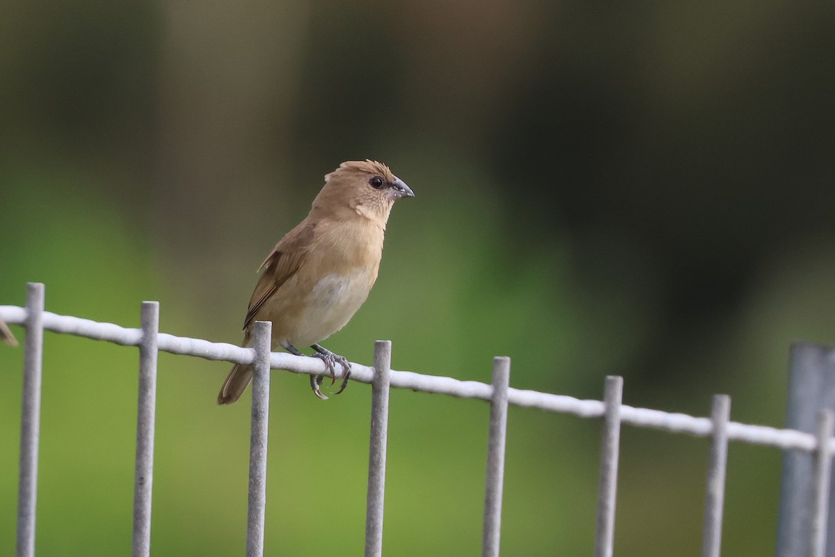 Мунія іржаста - ML647808067
