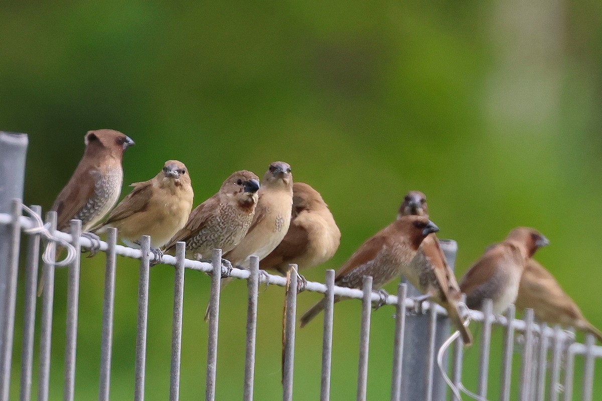 Мунія іржаста - ML647808068