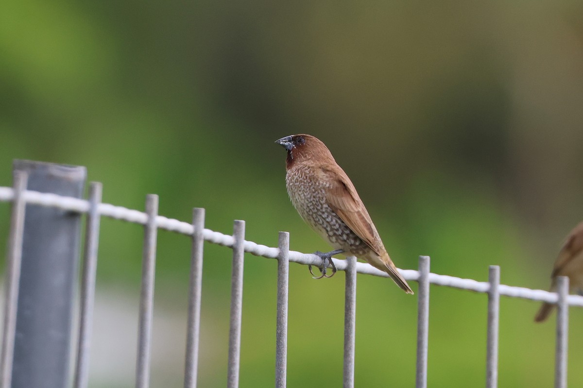 Мунія іржаста - ML647808069