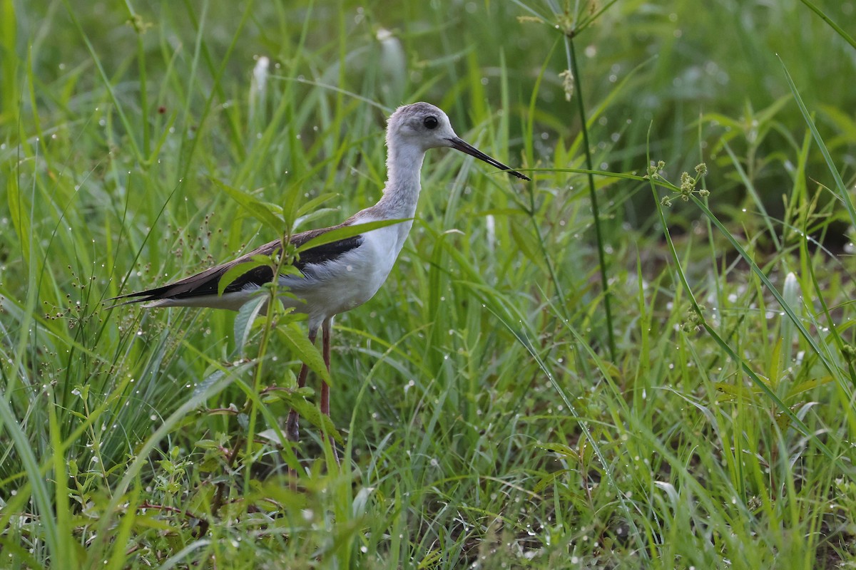 Кулик-довгоніг чорнокрилий - ML647808073