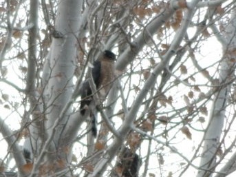 Cooper's Hawk - ML647808075
