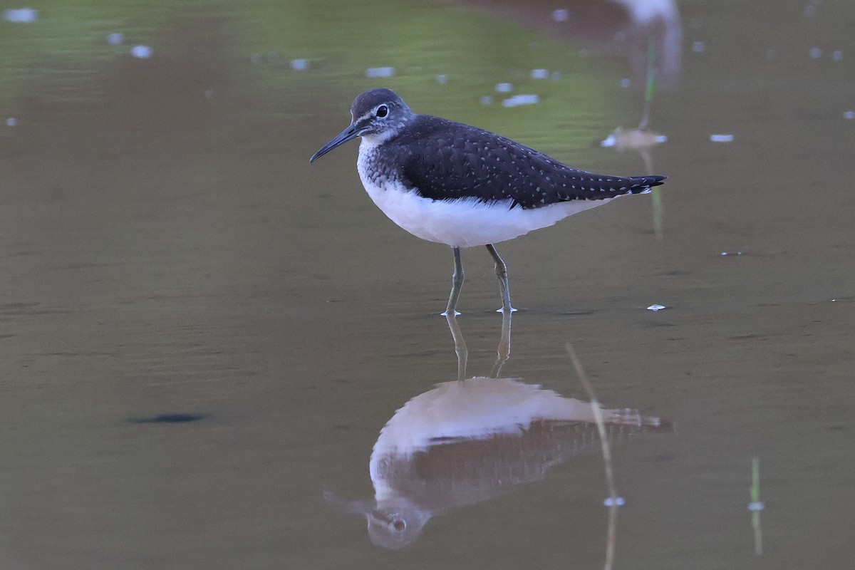Коловодник лісовий - ML647808076