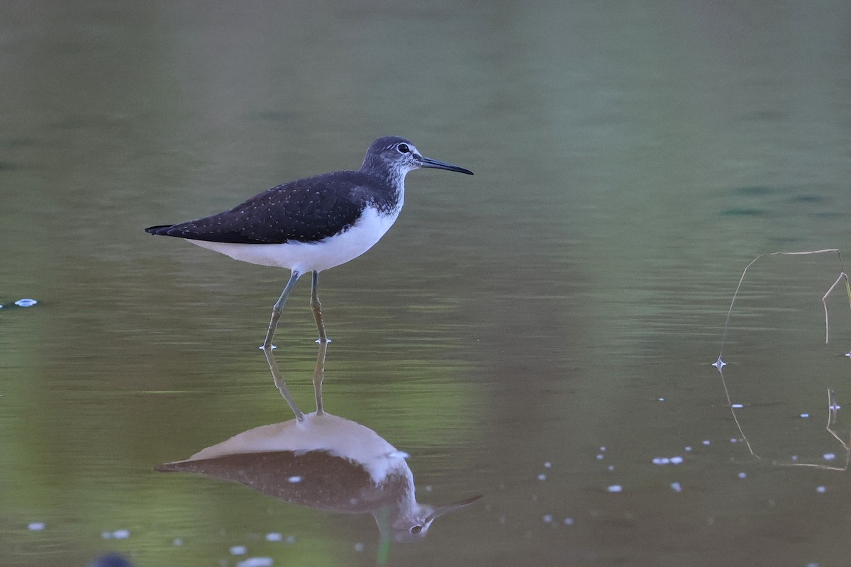 Коловодник лісовий - ML647808077