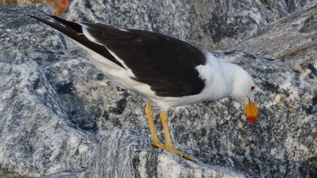 Gaviota de Tasmania - ML647808105