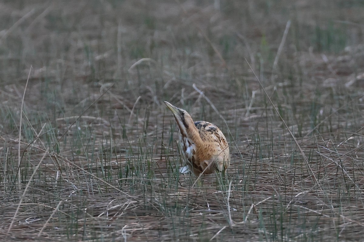Бугай водяний - ML647808114