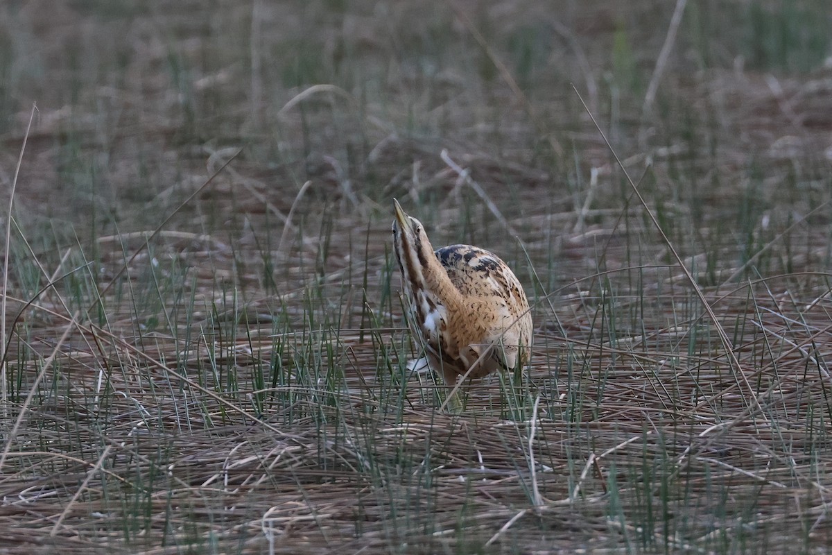 Бугай водяний - ML647808115