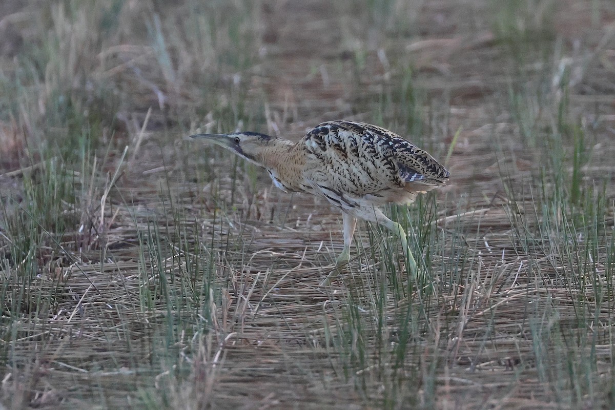 Бугай водяний - ML647808116