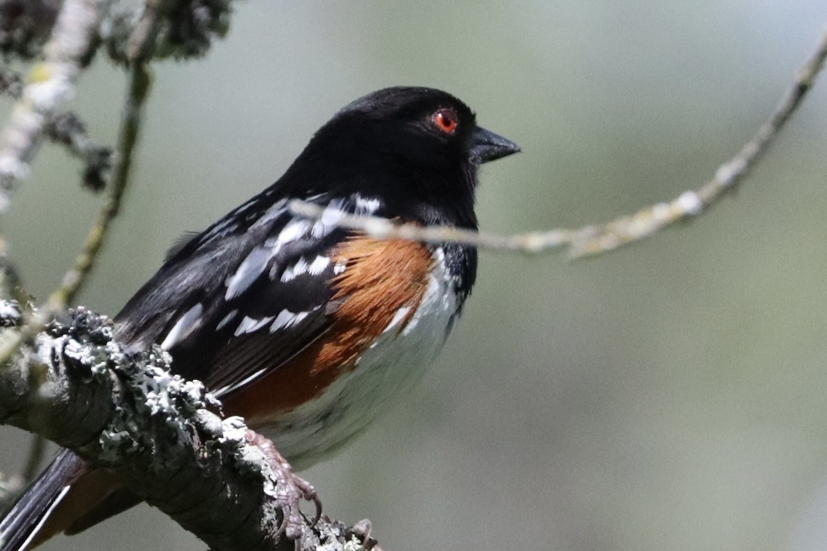 Spotted Towhee - ML647808120