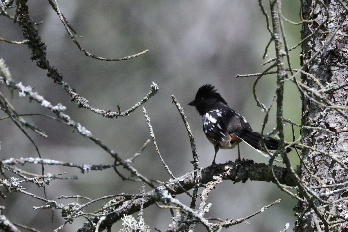 Spotted Towhee - ML647808123