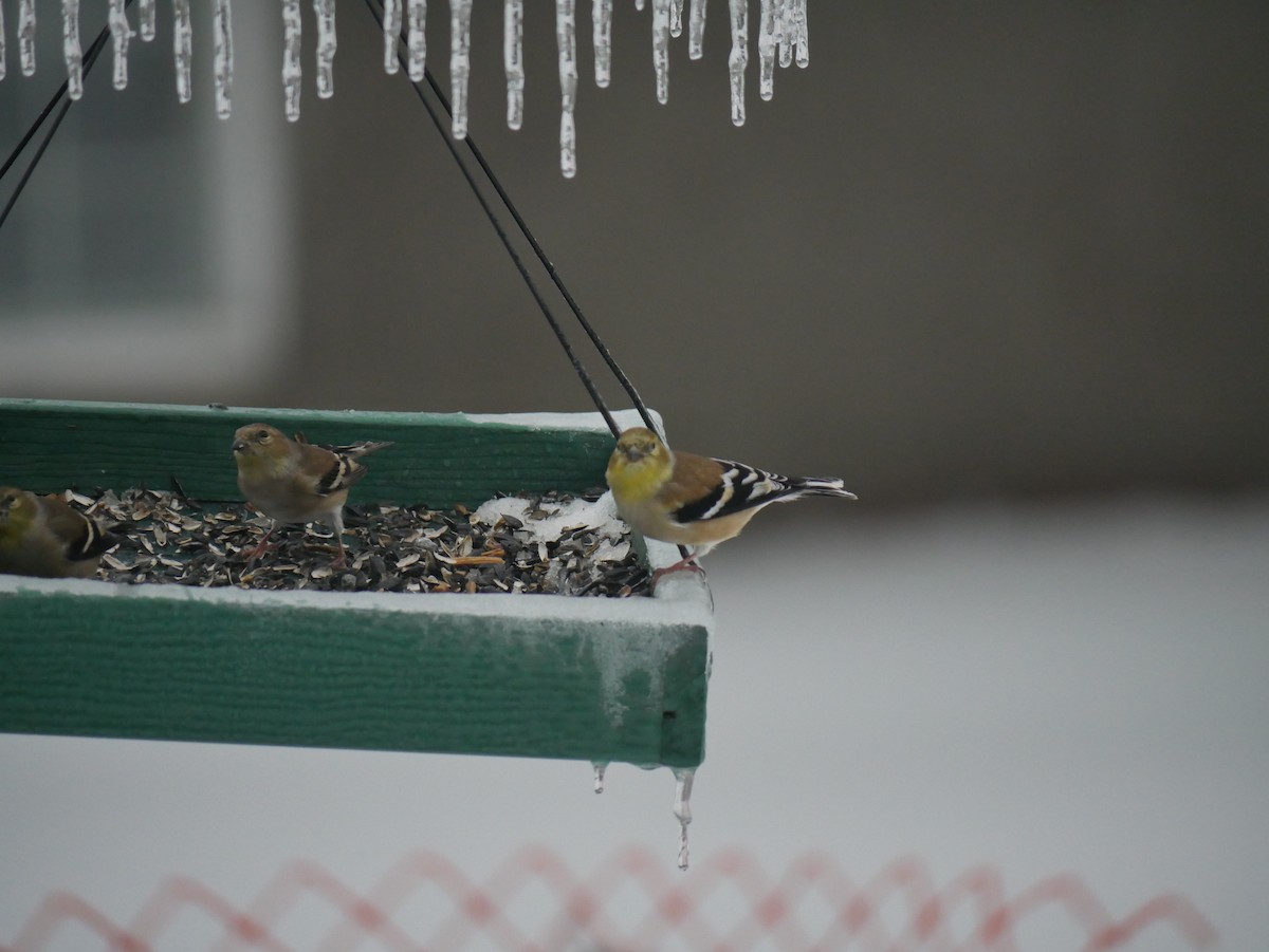 Чиж золотий - ML647808139