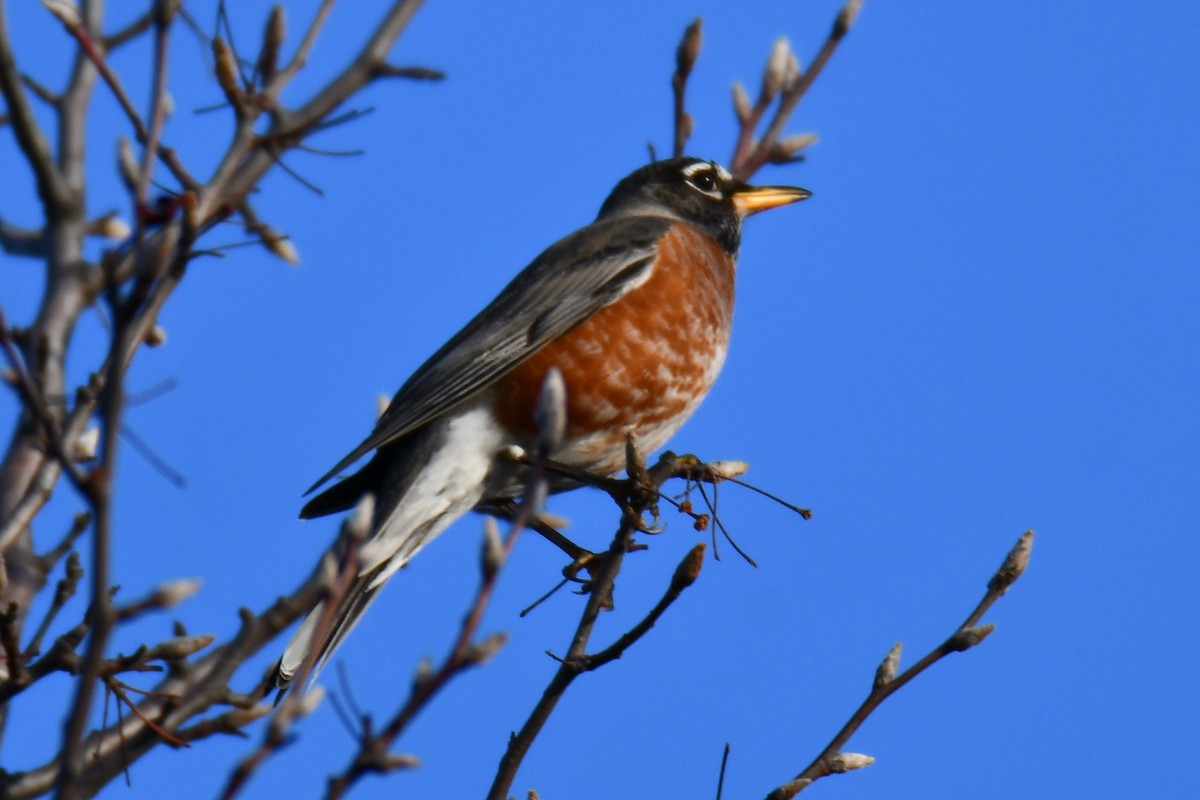 American Robin - ML647808140