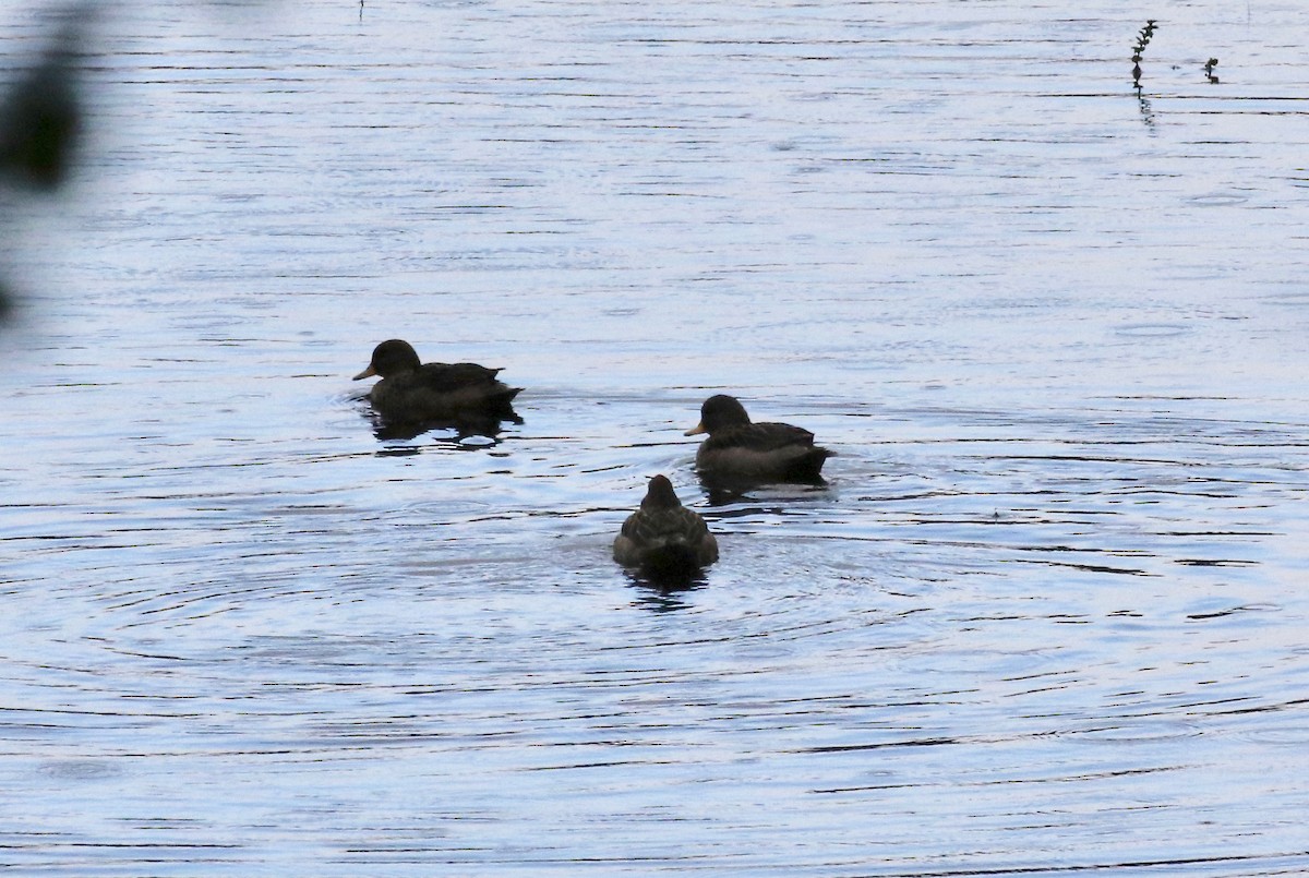 Чирянка жовтодзьоба - ML647808143