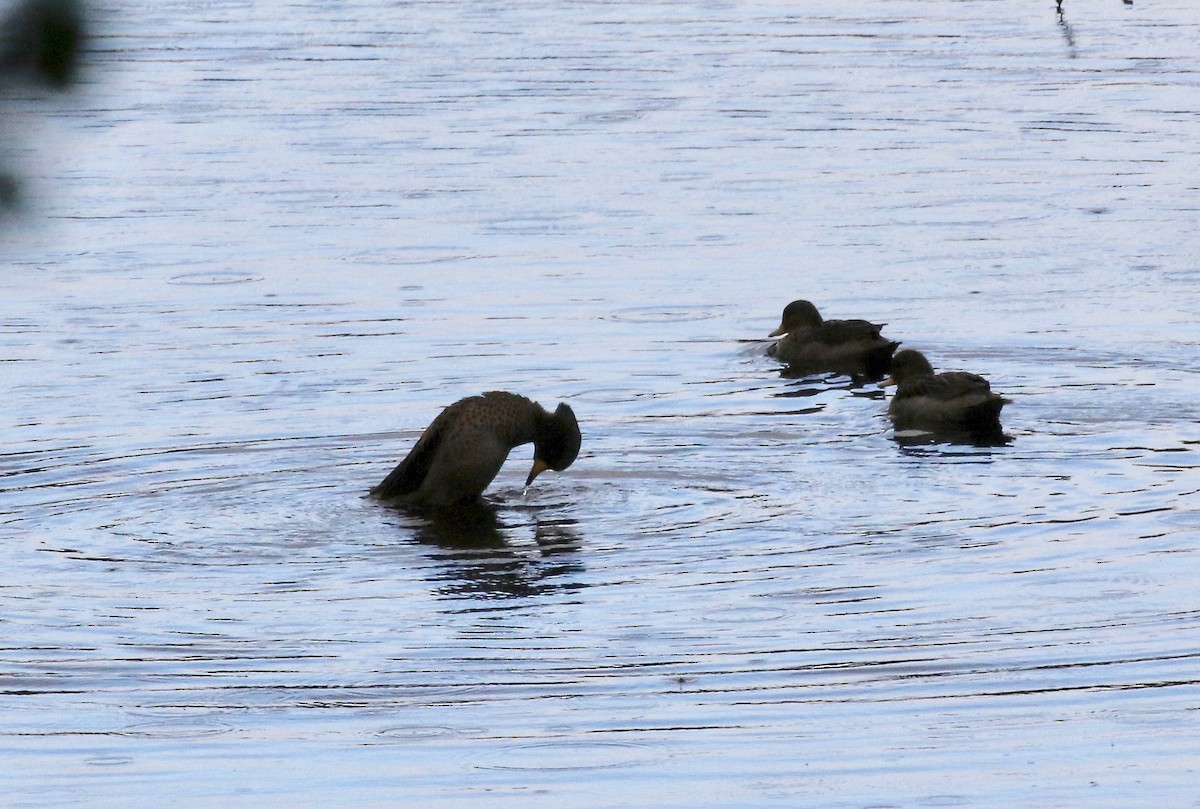 Чирянка жовтодзьоба - ML647808144