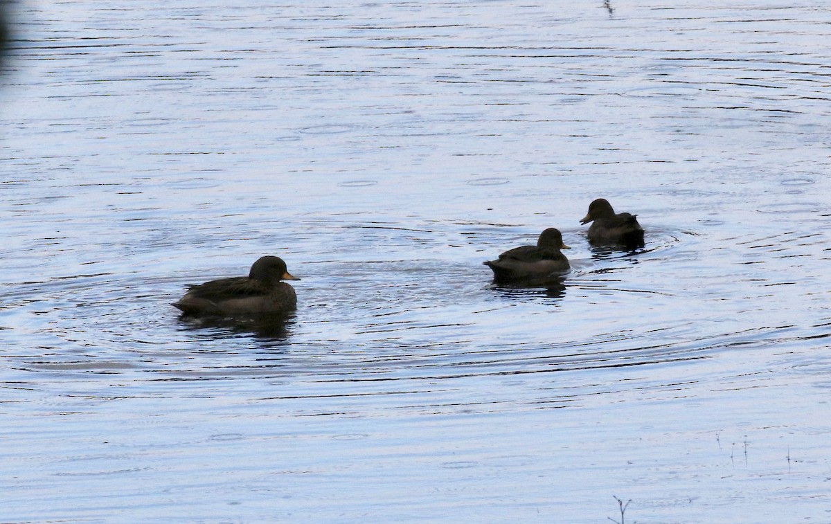 Чирянка жовтодзьоба - ML647808145