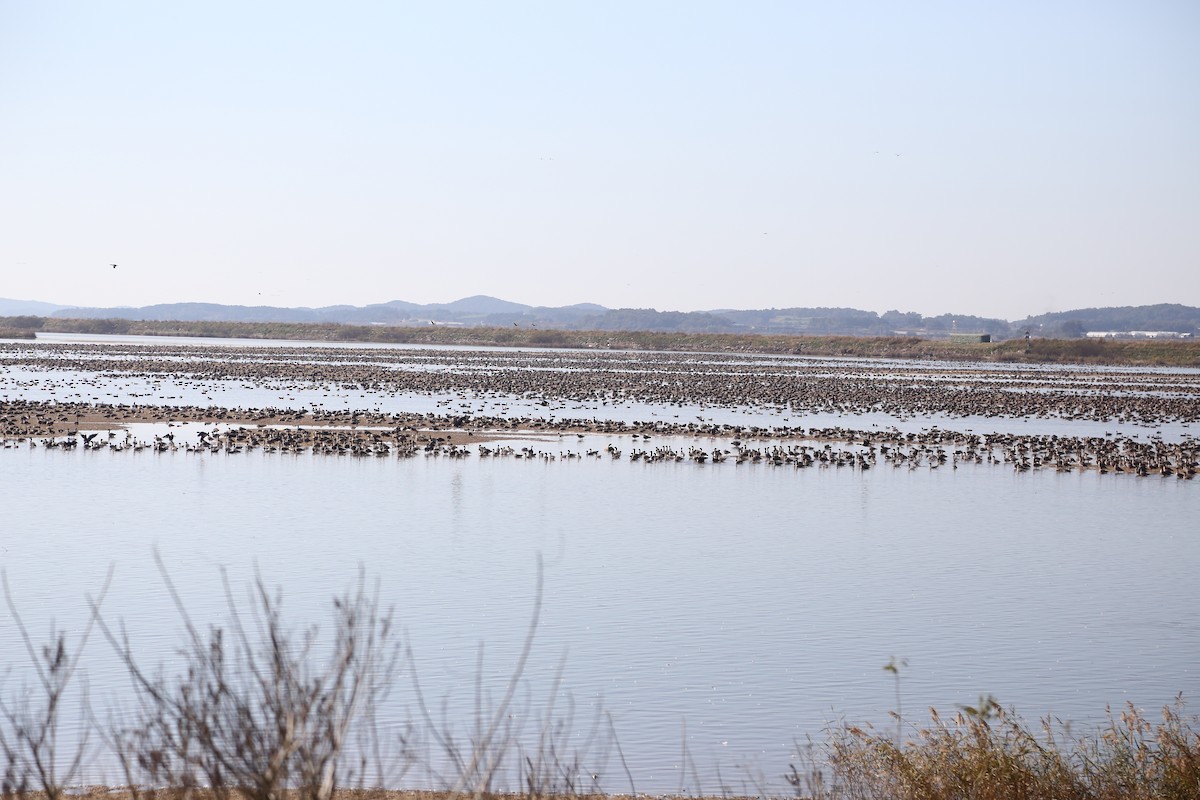 Гуска білолоба - ML647808147