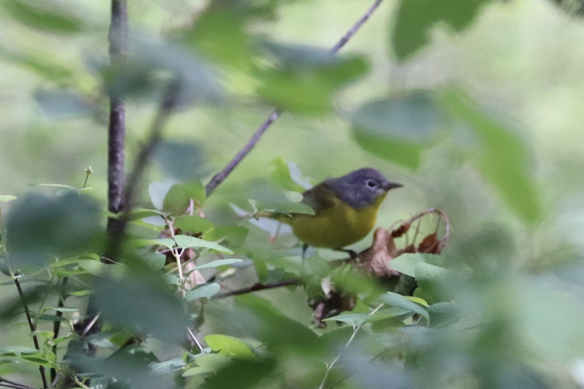 Червоїд сіроголовий - ML647808148