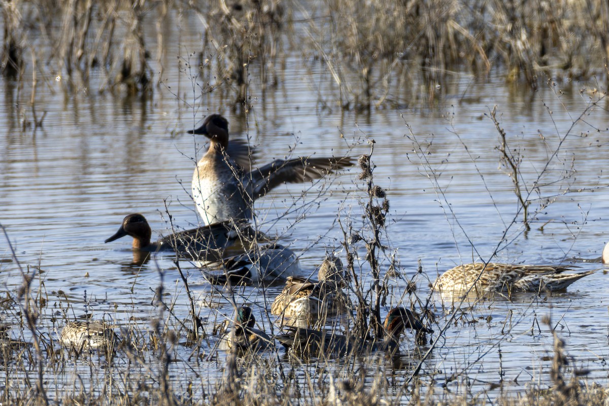 Чирянка мала - ML647808152
