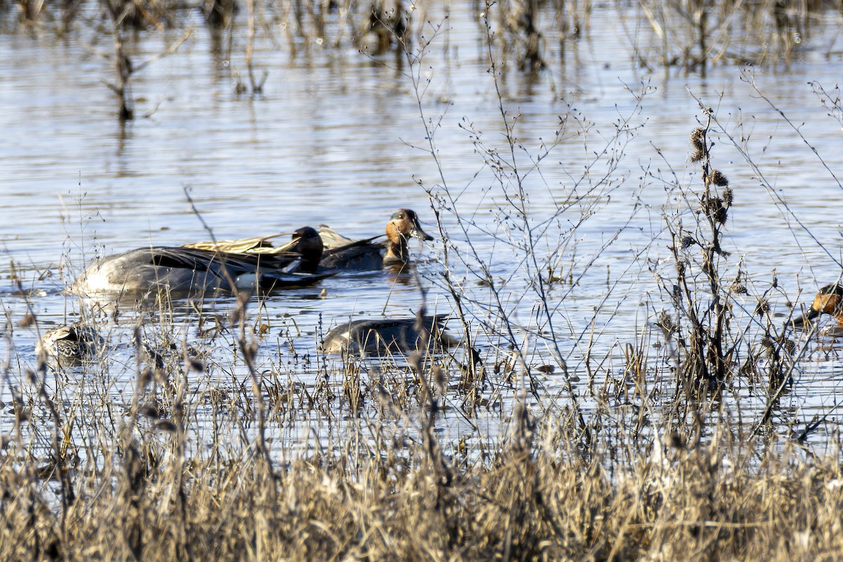 Чирянка мала - ML647808153
