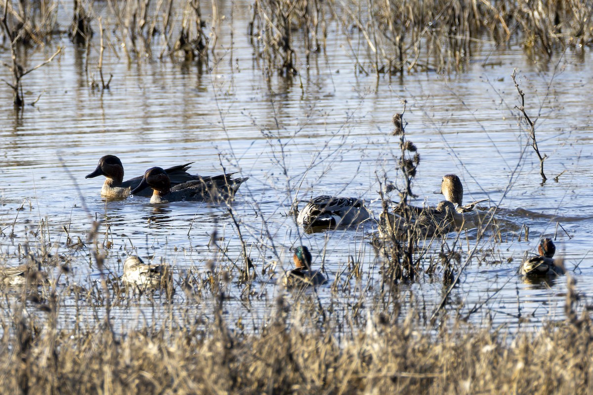 Чирянка мала - ML647808154