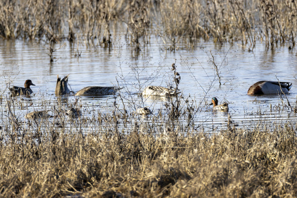 Чирянка мала - ML647808155