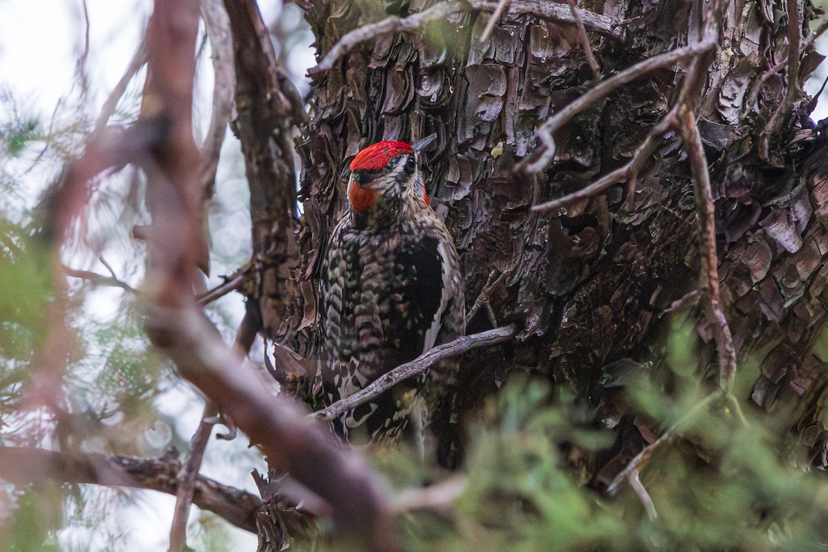 Дятел-смоктун білочеревий - ML647808156