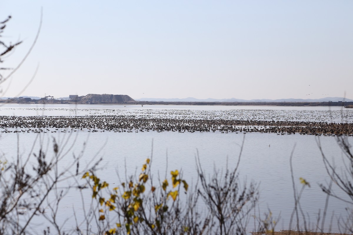 Гуска білолоба - ML647808160