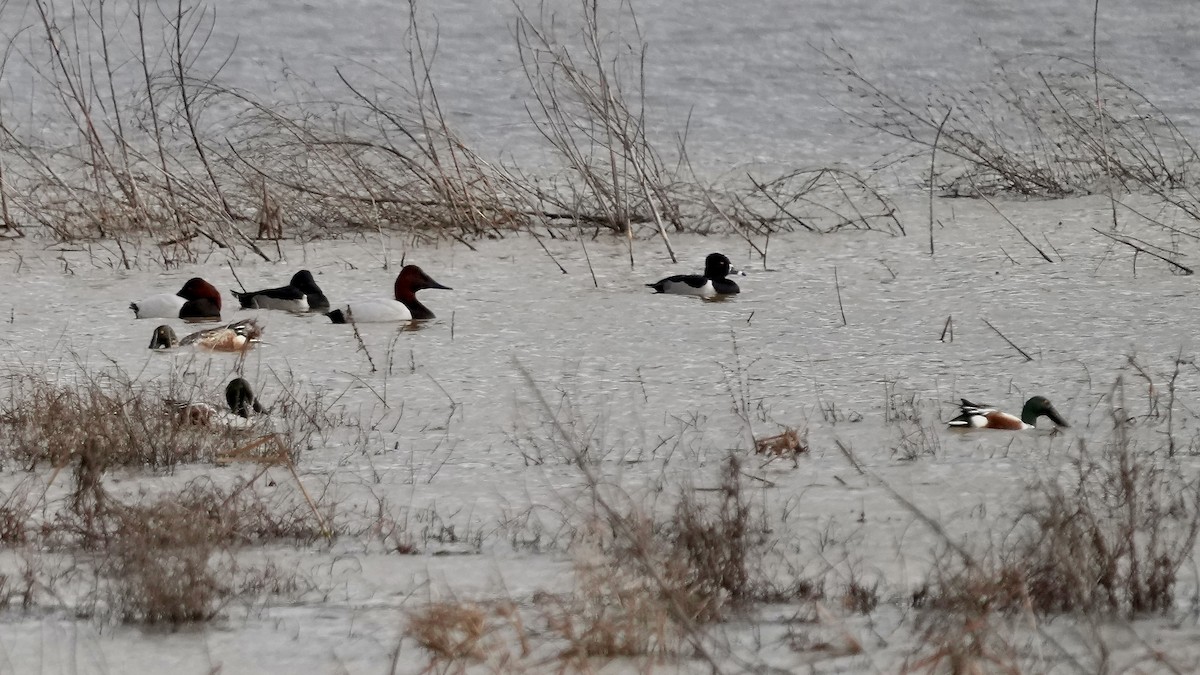 Широконіска північна - ML647808161