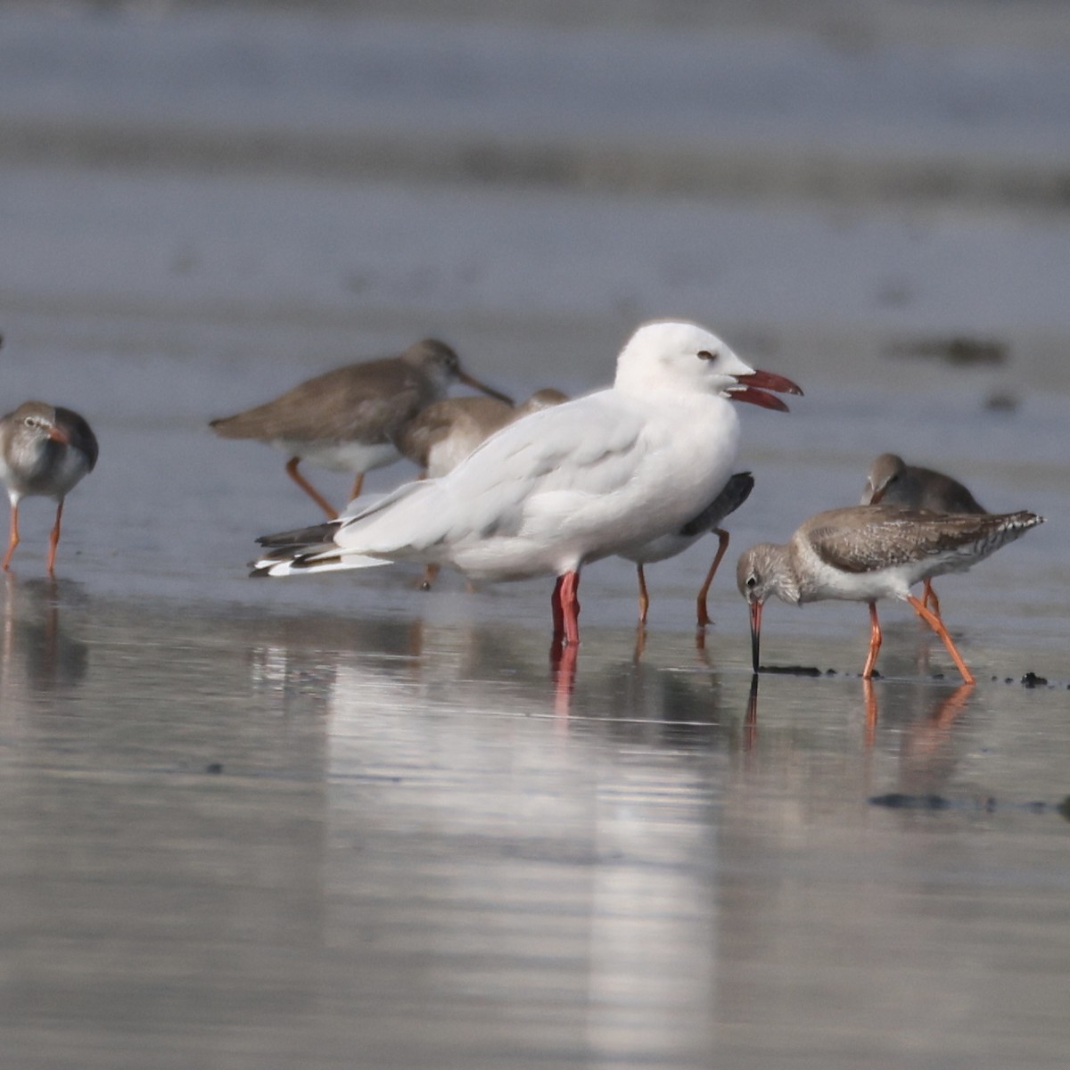 Мартин тонкодзьобий - ML647808162