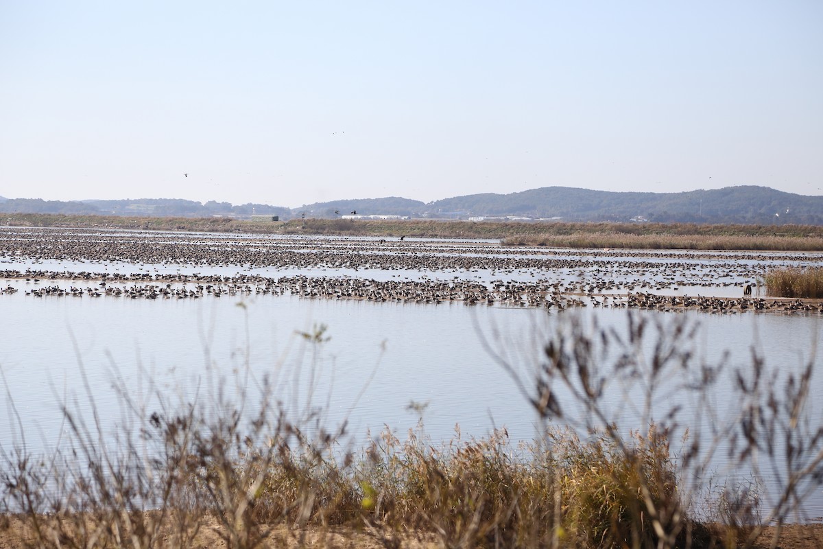 Гуска білолоба - ML647808163