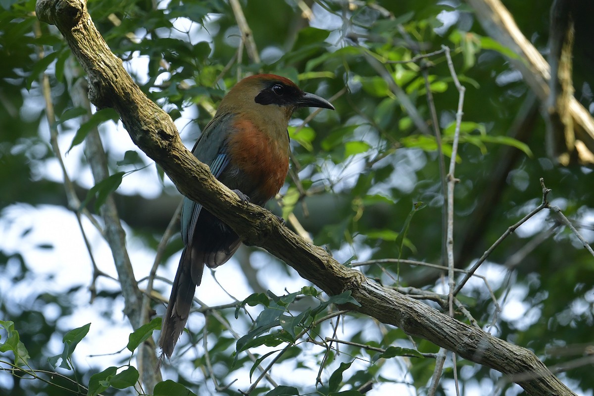 Момот рудоголовий - ML647808164