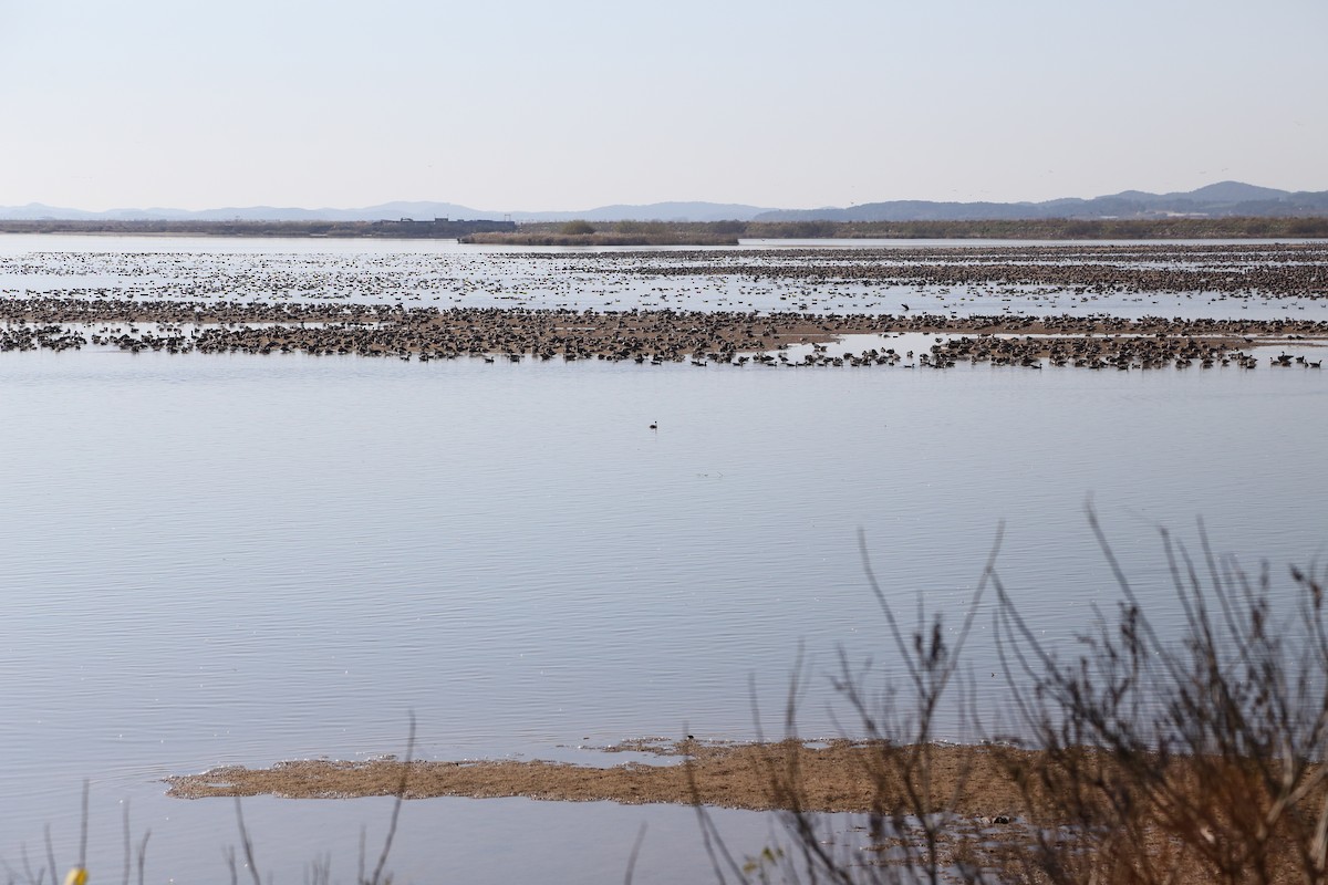 Гуска білолоба - ML647808166