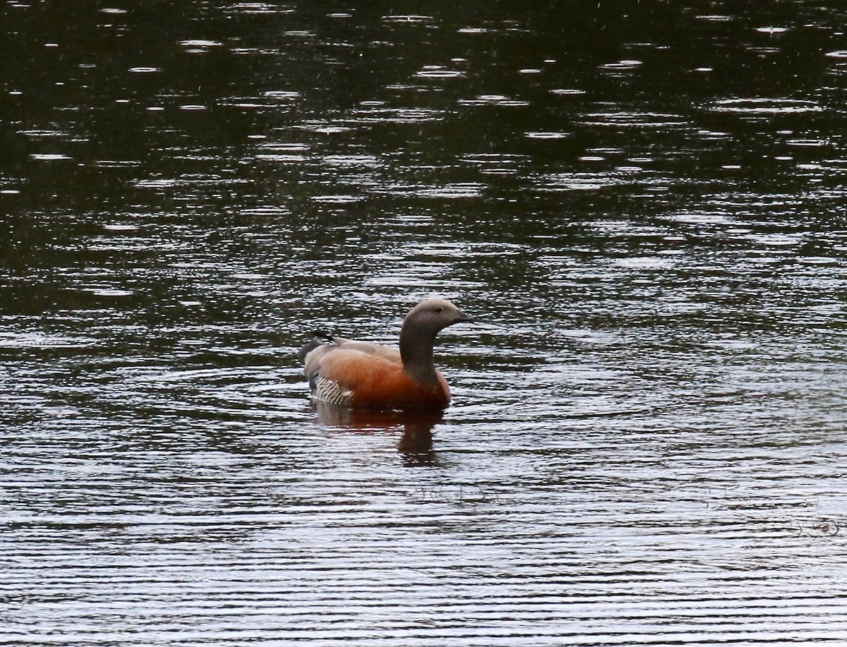 Каргарка сіроголова - ML647808167