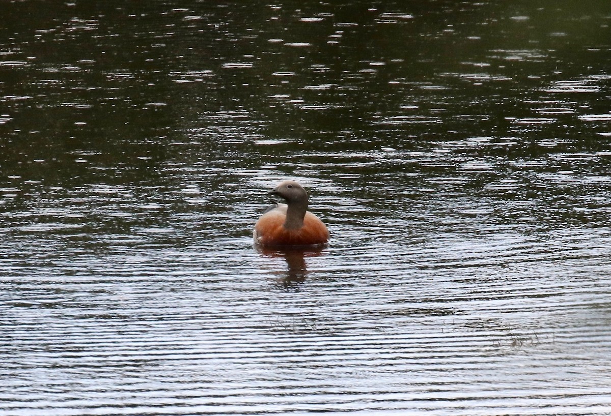 Каргарка сіроголова - ML647808168
