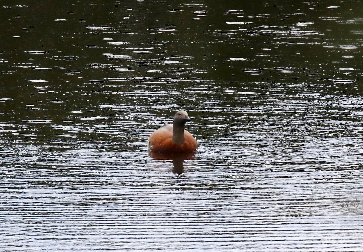Каргарка сіроголова - ML647808169