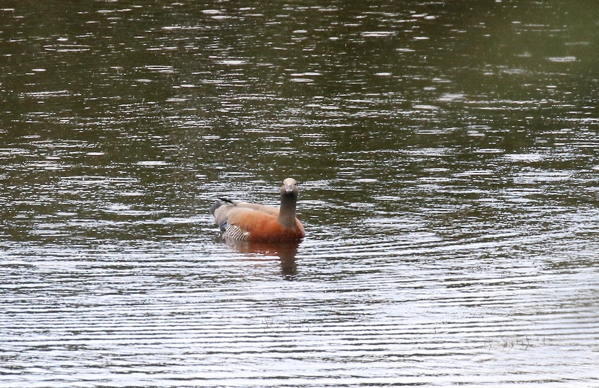 Каргарка сіроголова - ML647808170