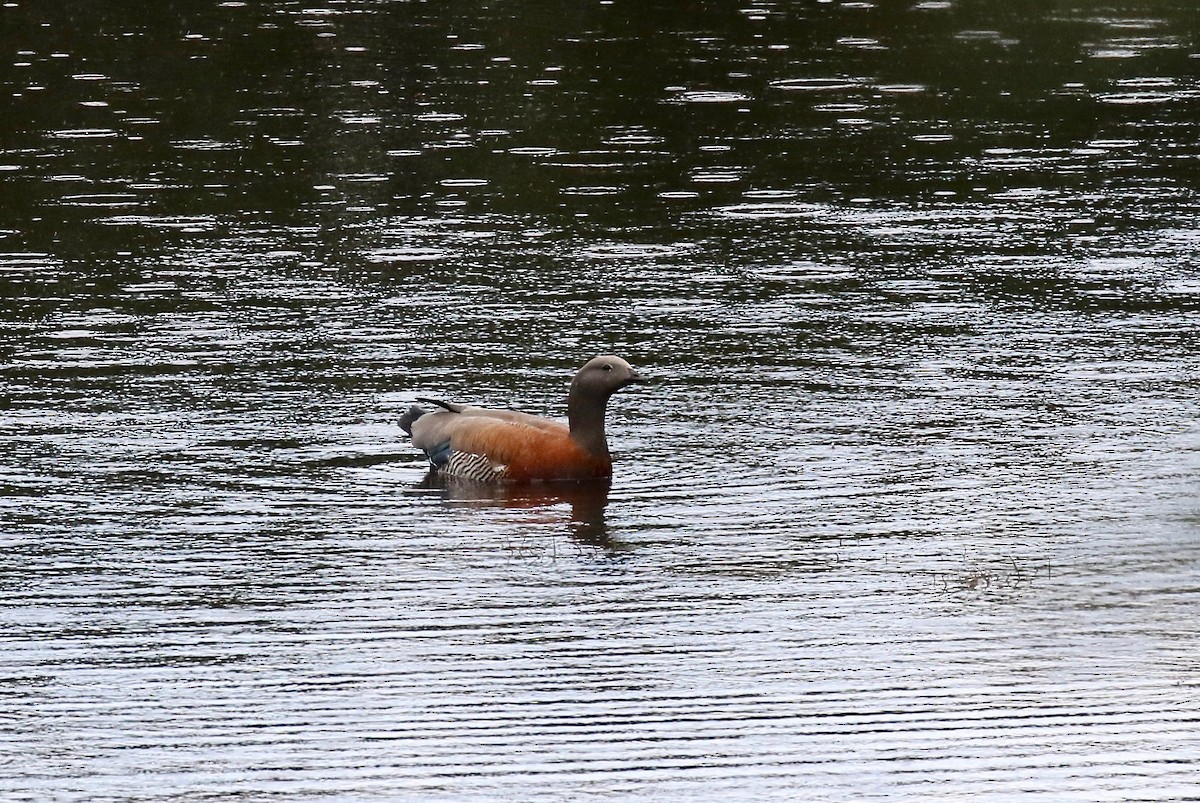 Каргарка сіроголова - ML647808171