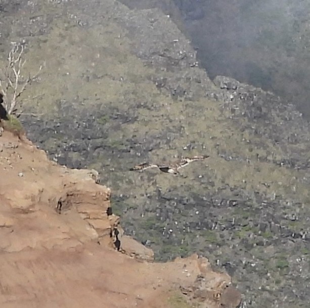 Short-eared Owl (Hawaiian) - ML647808185