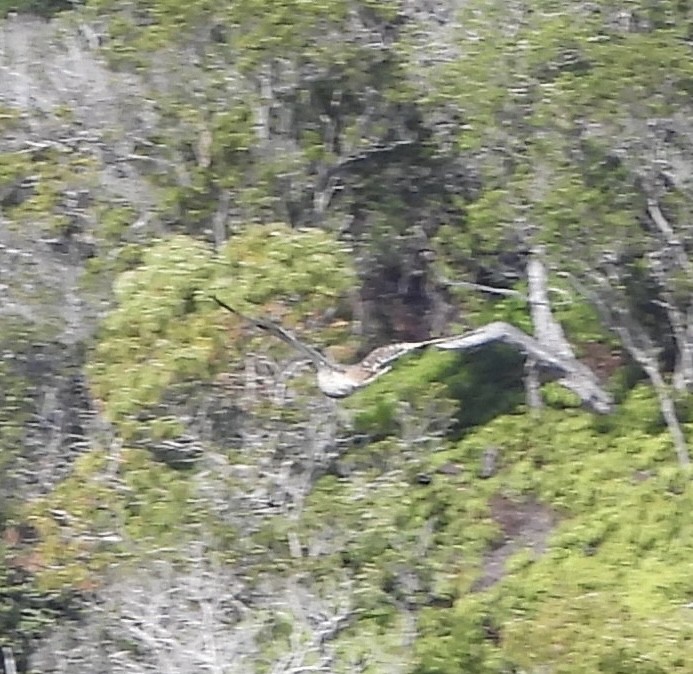 Short-eared Owl (Hawaiian) - ML647808186