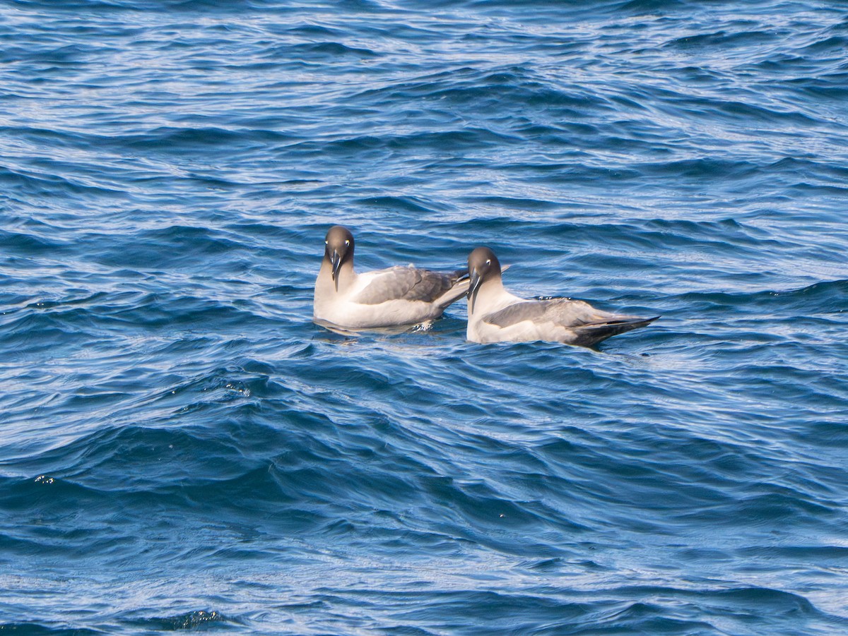 Graumantelalbatros - ML647808203