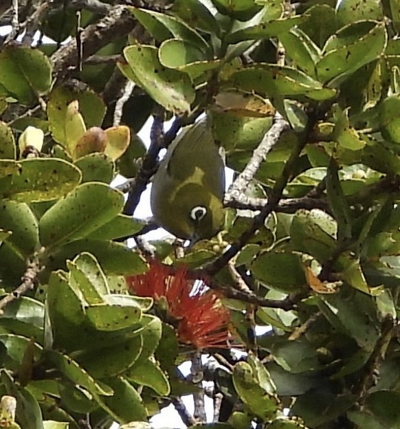 Окулярник японський - ML647808248