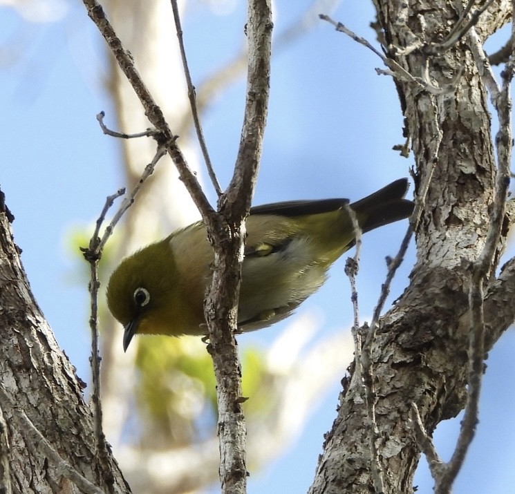 Окулярник японський - ML647808249