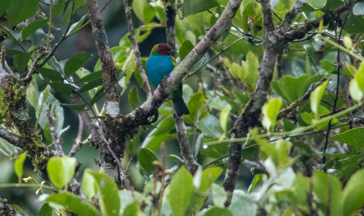 Calliste rouverdin - ML647808265