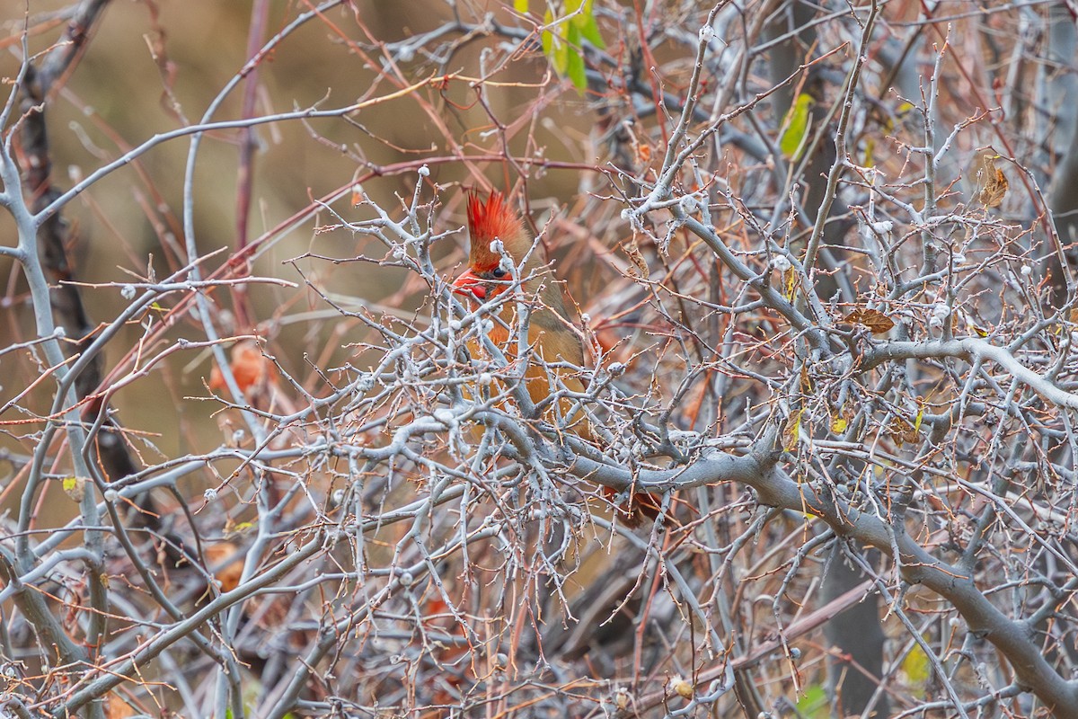Northern Cardinal - ML647808276