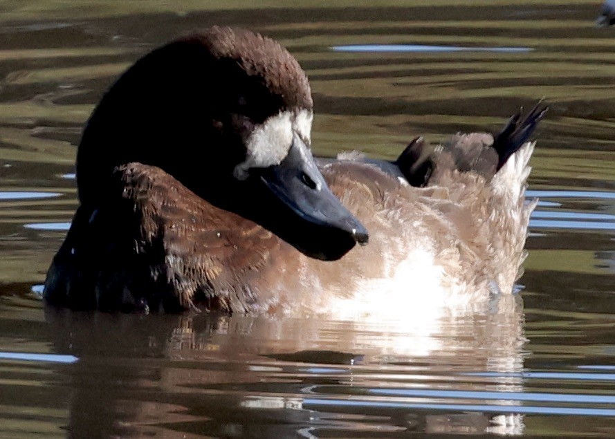 bergand - ML647808286