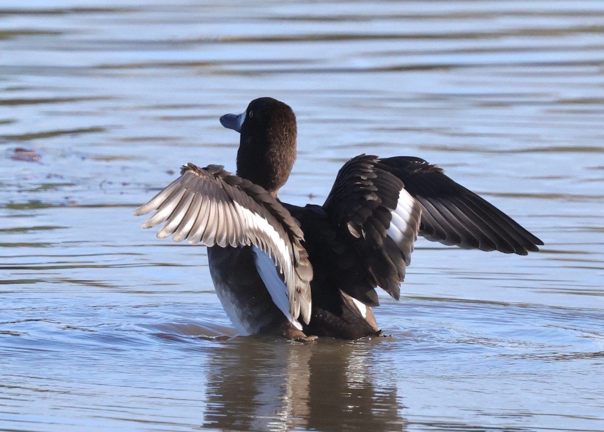 bergand - ML647808287