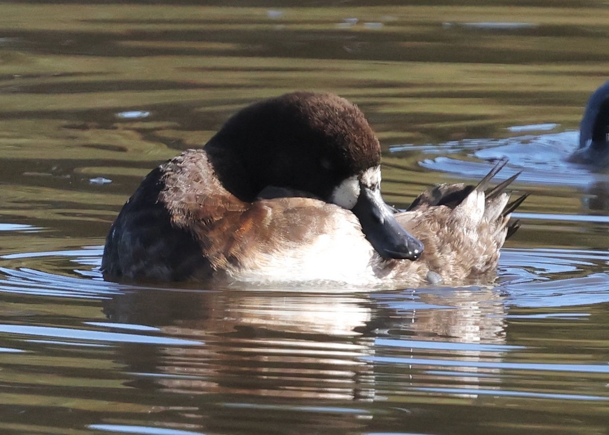 bergand - ML647808288