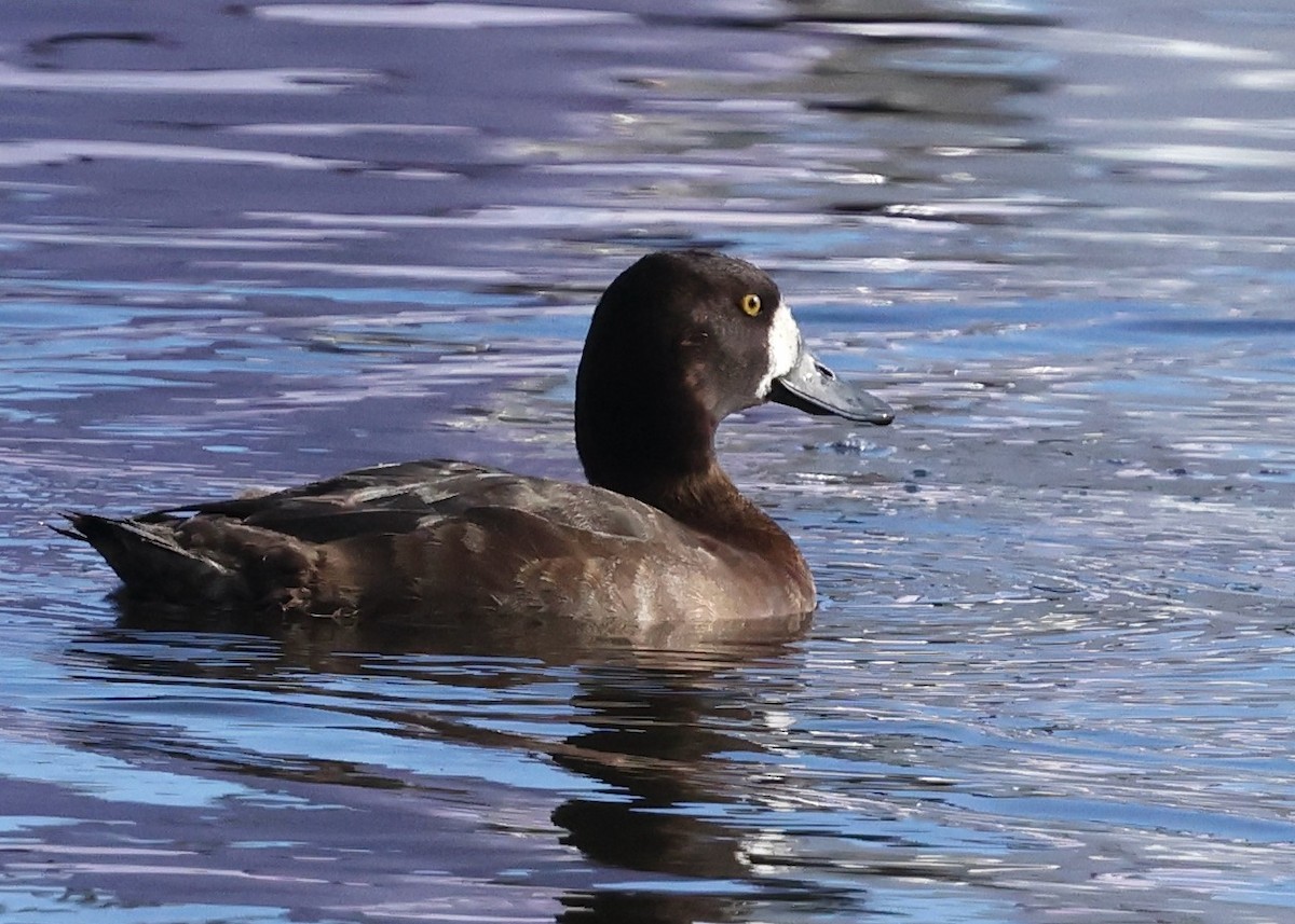 bergand - ML647808289