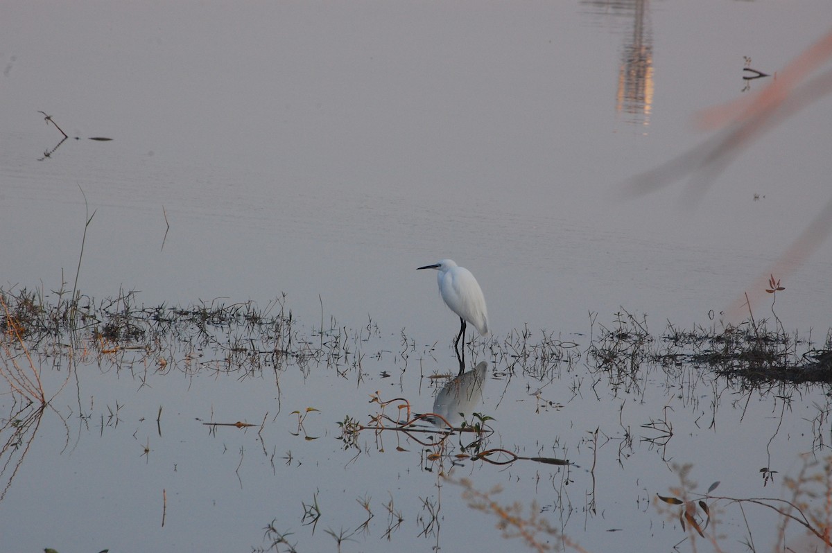 Little Egret - ML647808290